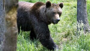 Slovak govt allows consumption of brown...