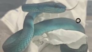 Mumbai Customs seize dozens of poisonous...