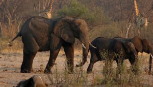 Zimbabwe to cull elephants and distribute...